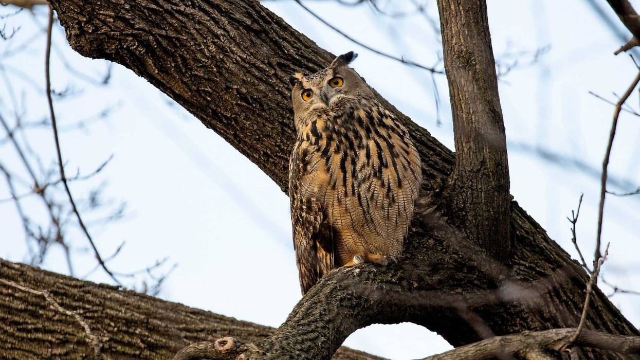Flaco the owl is seen in Central Park on Feb. 15, 2023