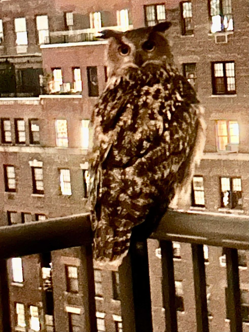 Flaco the owl perched on the balcony of Sally Cook