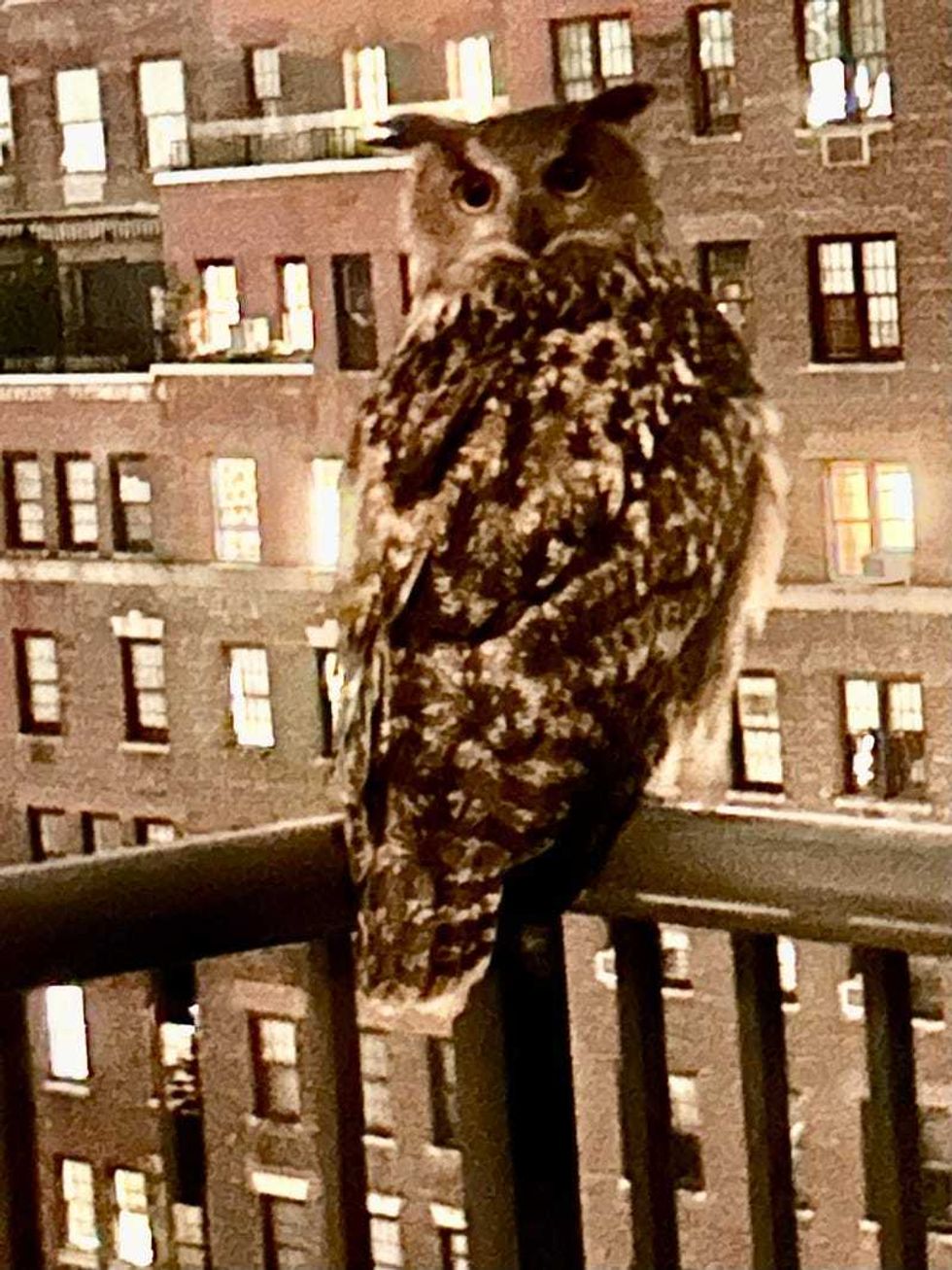 Flaco the owl perched on the balcony of Sally Cook