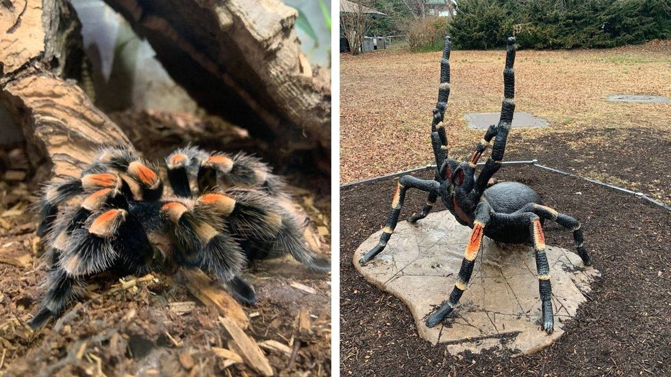 flame-knee tarantula