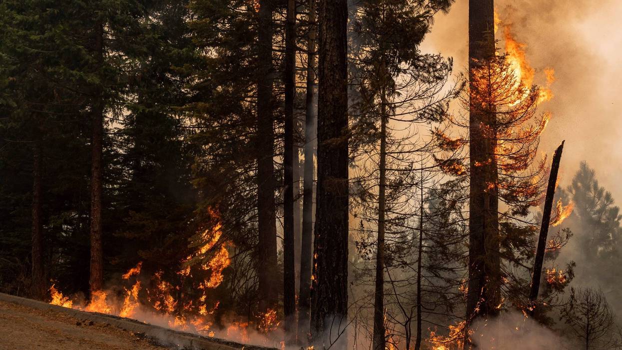Flames from the Caldor Fire engulf trees off of Mormon Emigrant Trail road on Wednesday, August 18, 2021