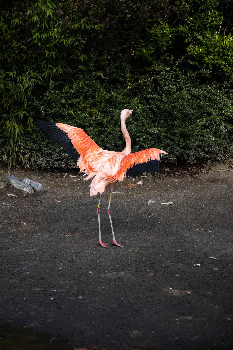 Flamingo at Woodland Park Zoo