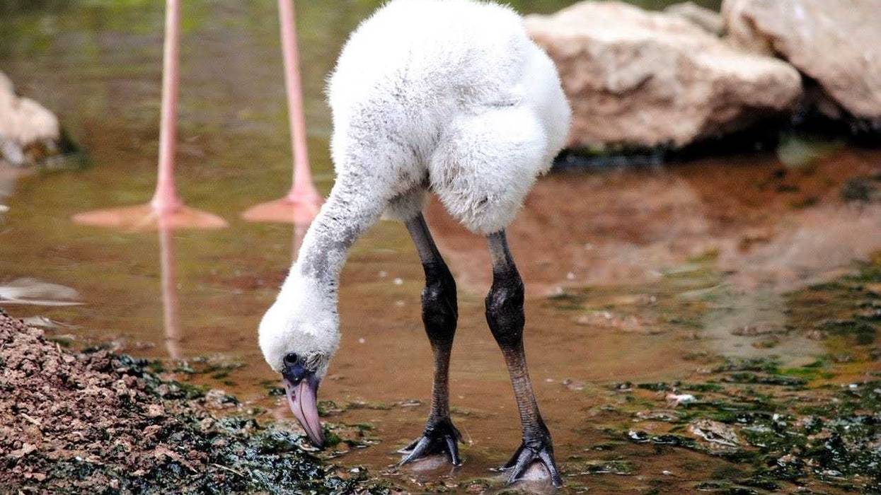 Flamingo Chick