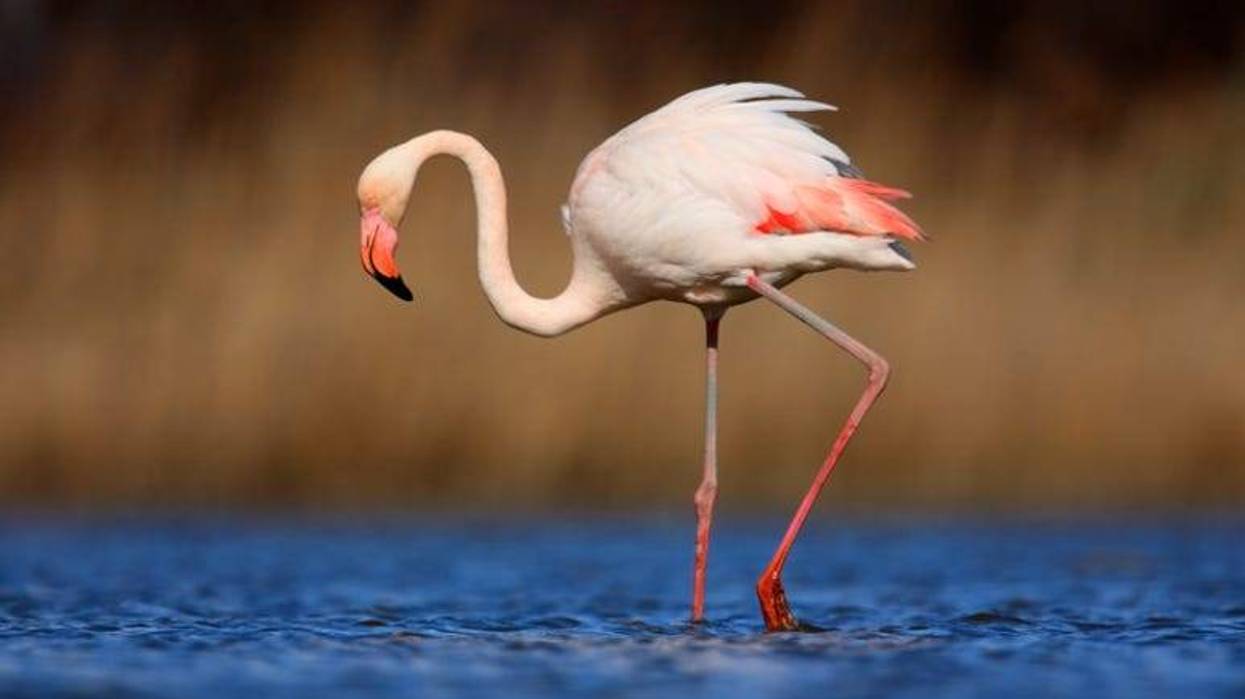 Flamingo
