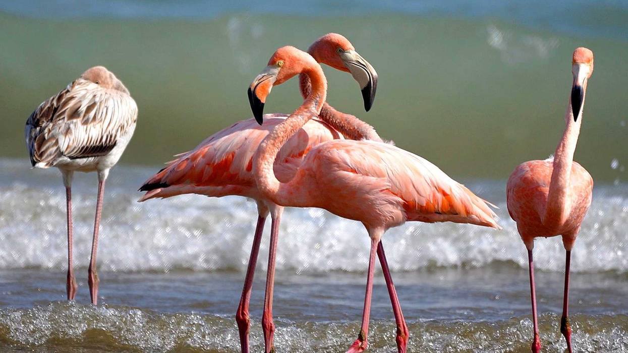 Flamingos