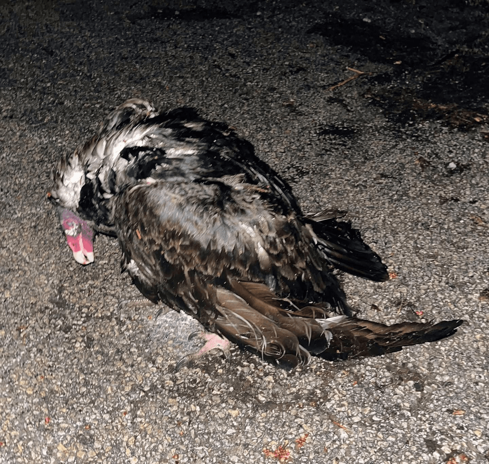 Flint Creek Wildlife Rehabilitation