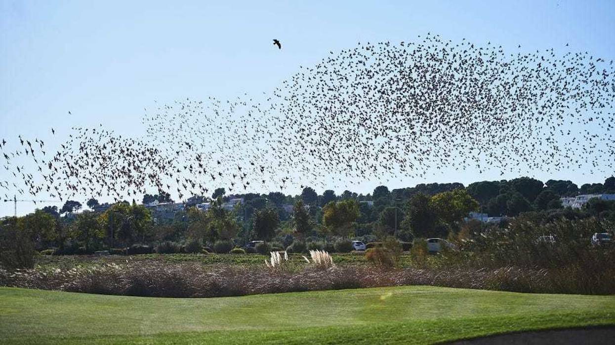 Flock of birds fly over the course during day five of the European Tour Qualifying School Final Stage at Lumine Lakes Golf Course on November 18 at Lumine Golf Club, 2019 in Tarragona, Spain.