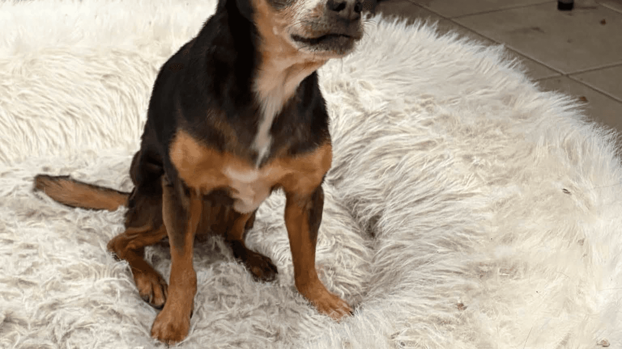 Flor the chihuahua