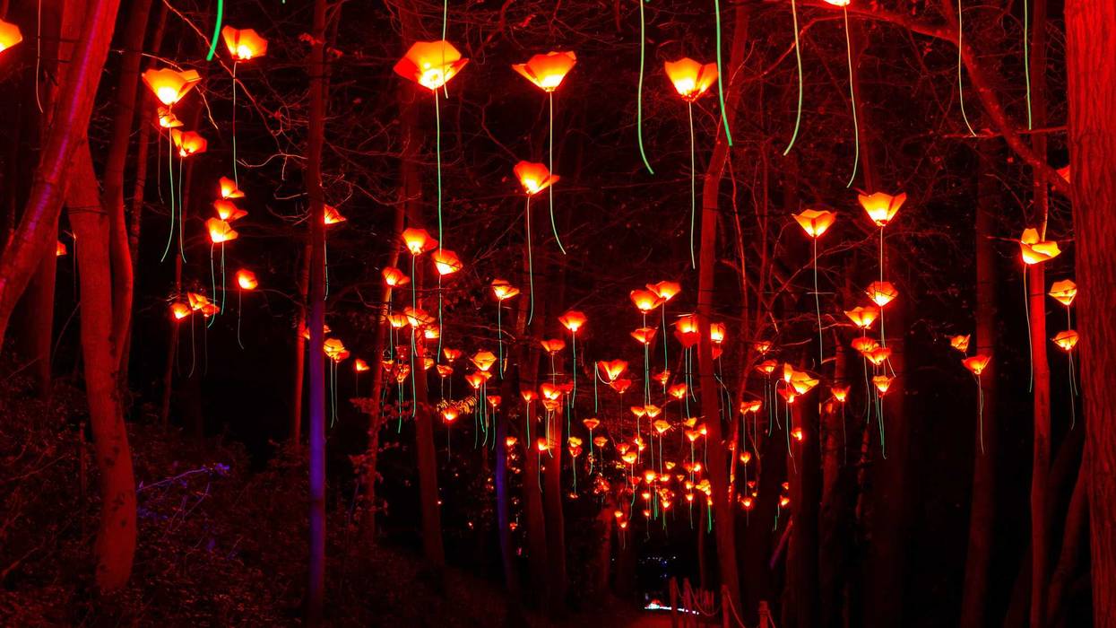 Floraison (flowering): A mass of red poppies that appear to have flown up and cling to tree branches where they gracefully dangle to create a canopy above a path or among the trees—from French artist Pitaya.