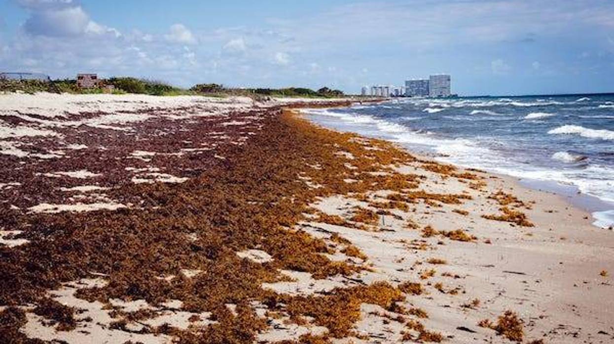 Florida beach covered with atlantic sargassum seaweed toxic algae bloom known as red tide
