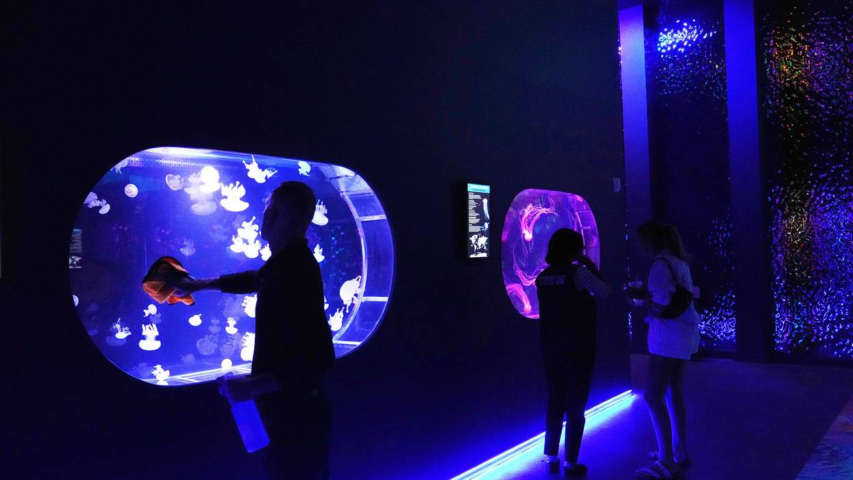 Florida Jellyfish Museum 198