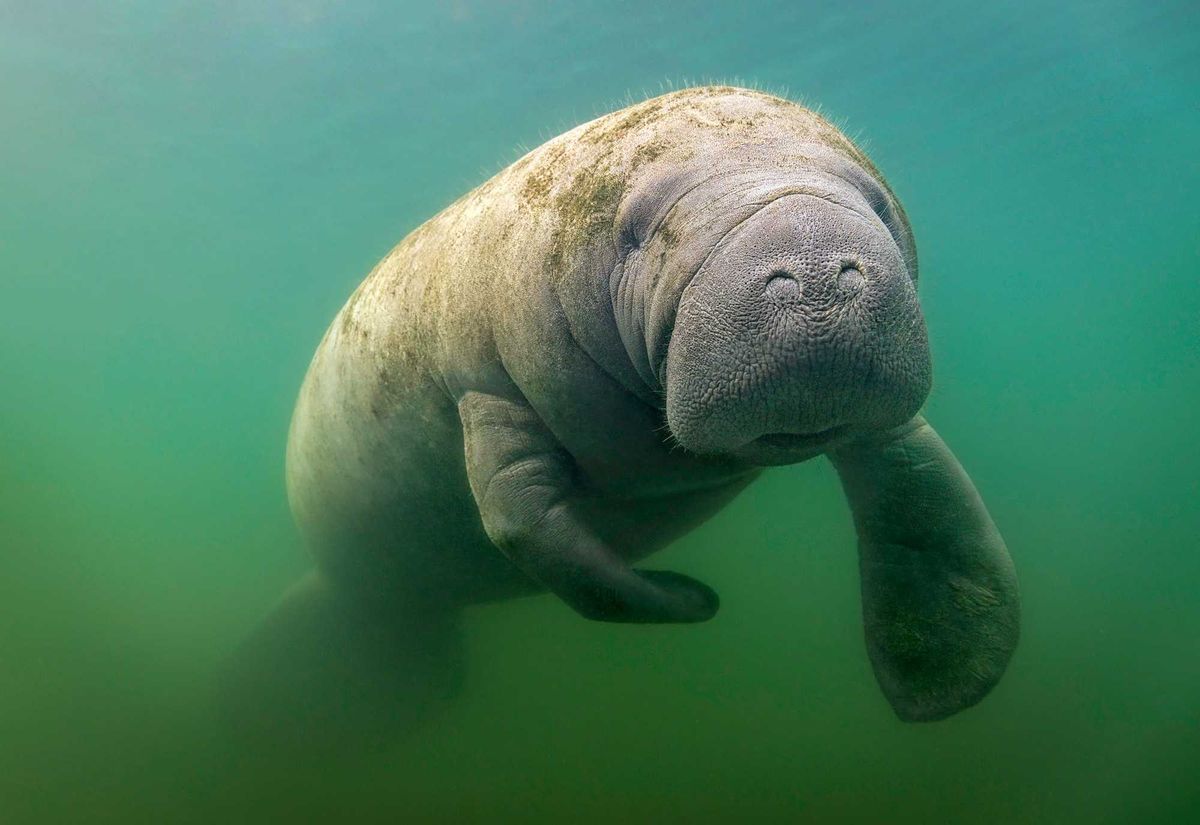 Florida Manatee.