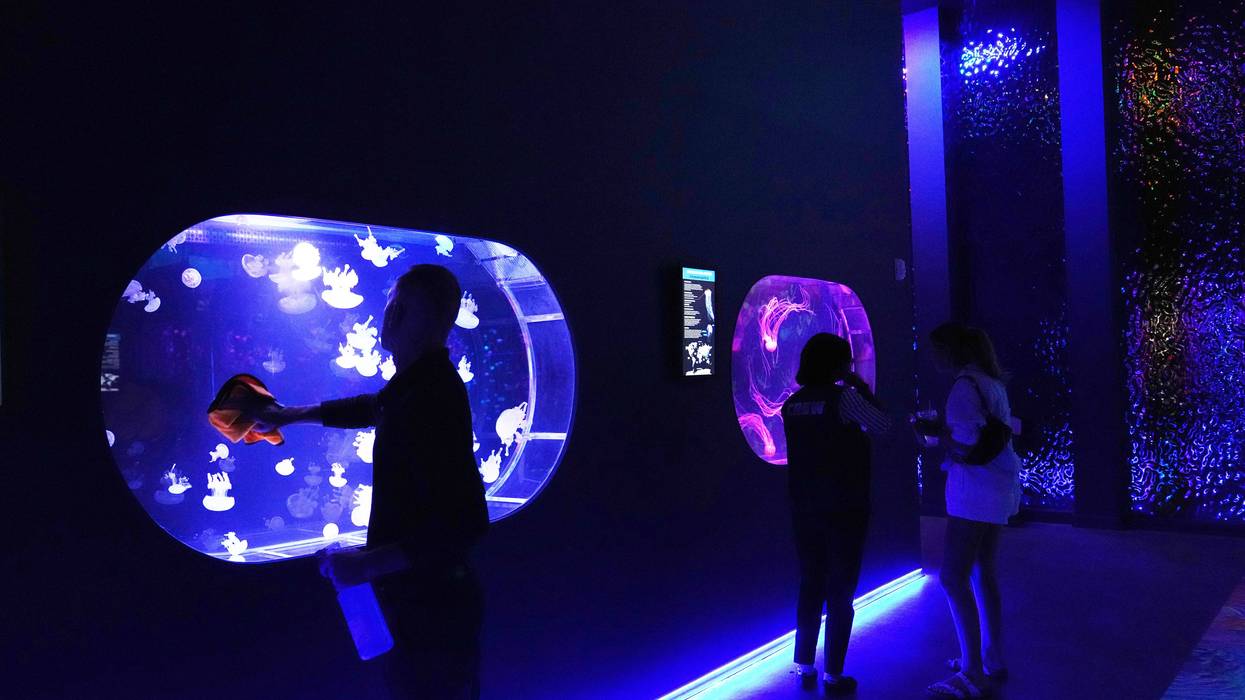 FLORIDA-MEDUSAS-MUSEO 64