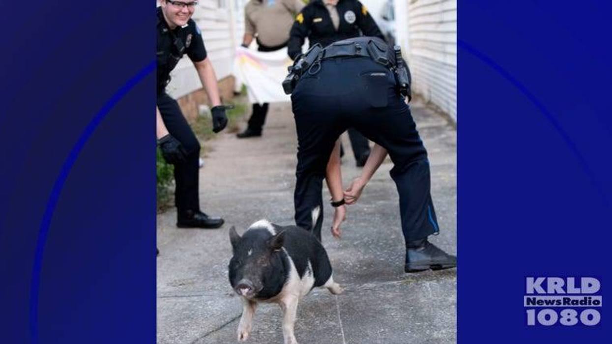 Florida police capture loose pig