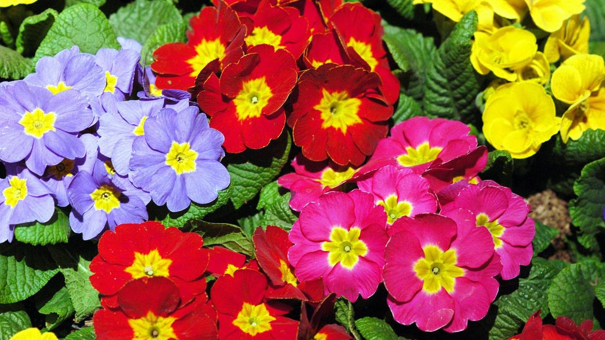 Flowers at a previous Philadelphia Flower Show