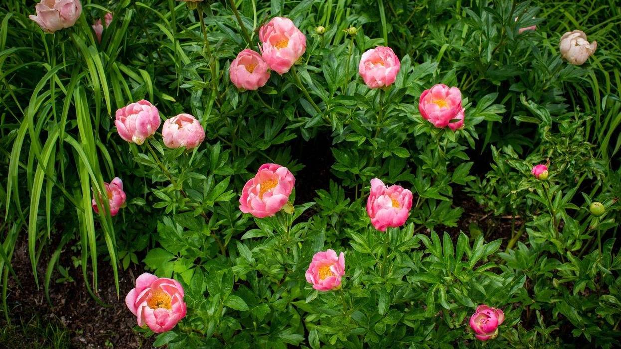 Flowers bloom in May