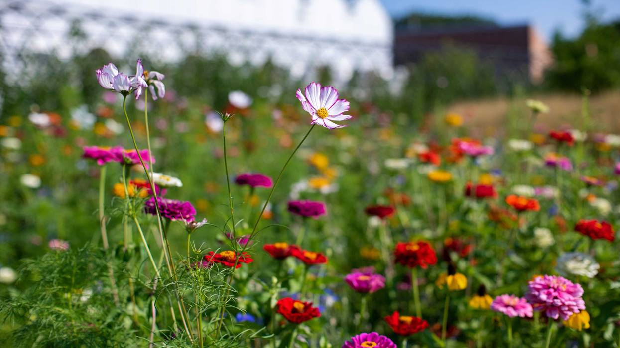 flowers, Chicago Botanic Garden