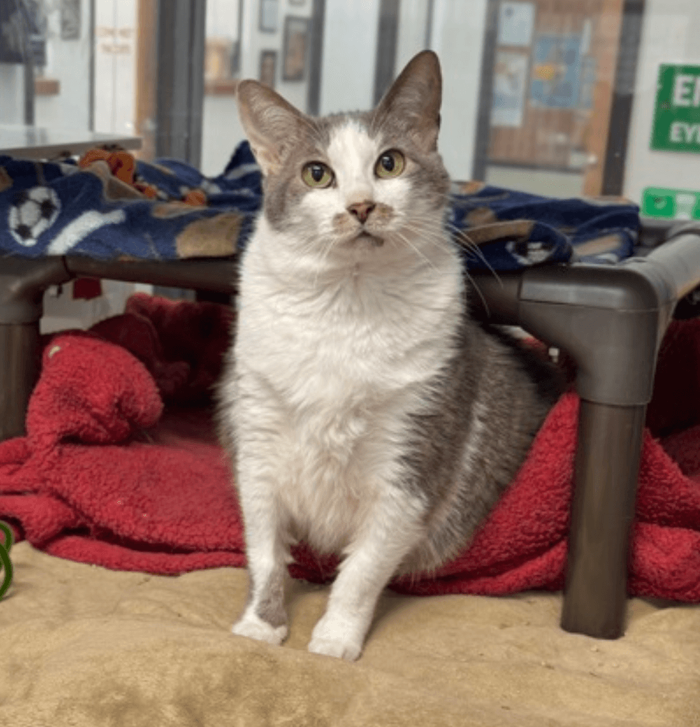 Fluffy grey and white cat with light green eyes sits on a red blanket under a bunk.