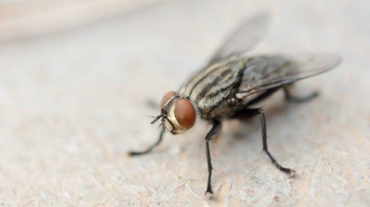 Fly