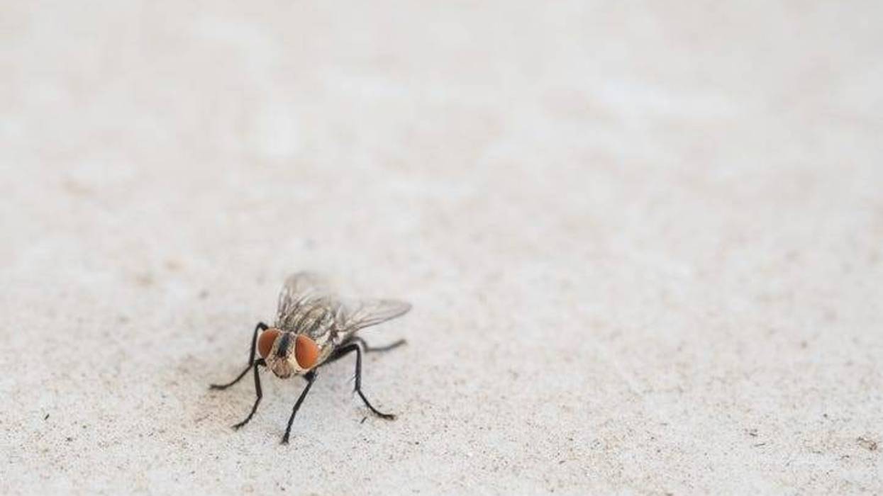 Fly