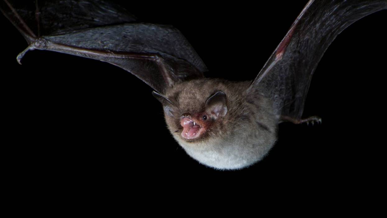 Flying bat