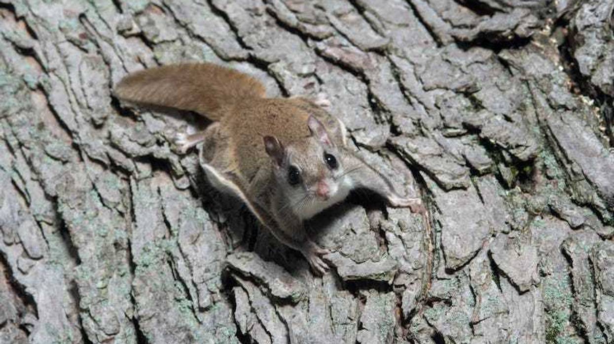 Flying Squirrels, Tree, Crawling
