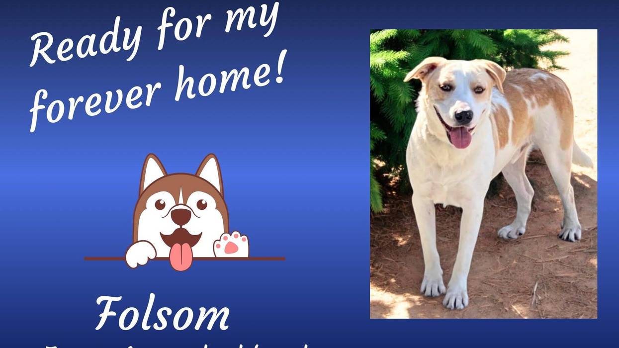 Folsom, a seven year old brown and white large mixed breed dog