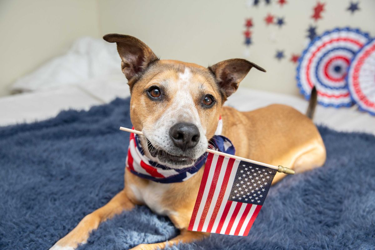 Food, fireworks and parties are just around the corner and while many people love the July 4th holiday, it can can be a pretty scary time for our pets.
