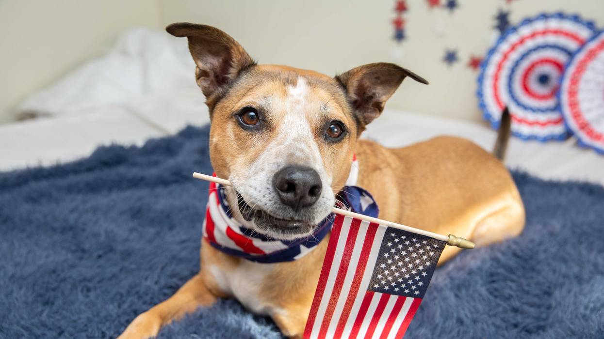 Food, fireworks and parties are just around the corner and while many people love the July 4th holiday, it can can be a pretty scary time for our pets.