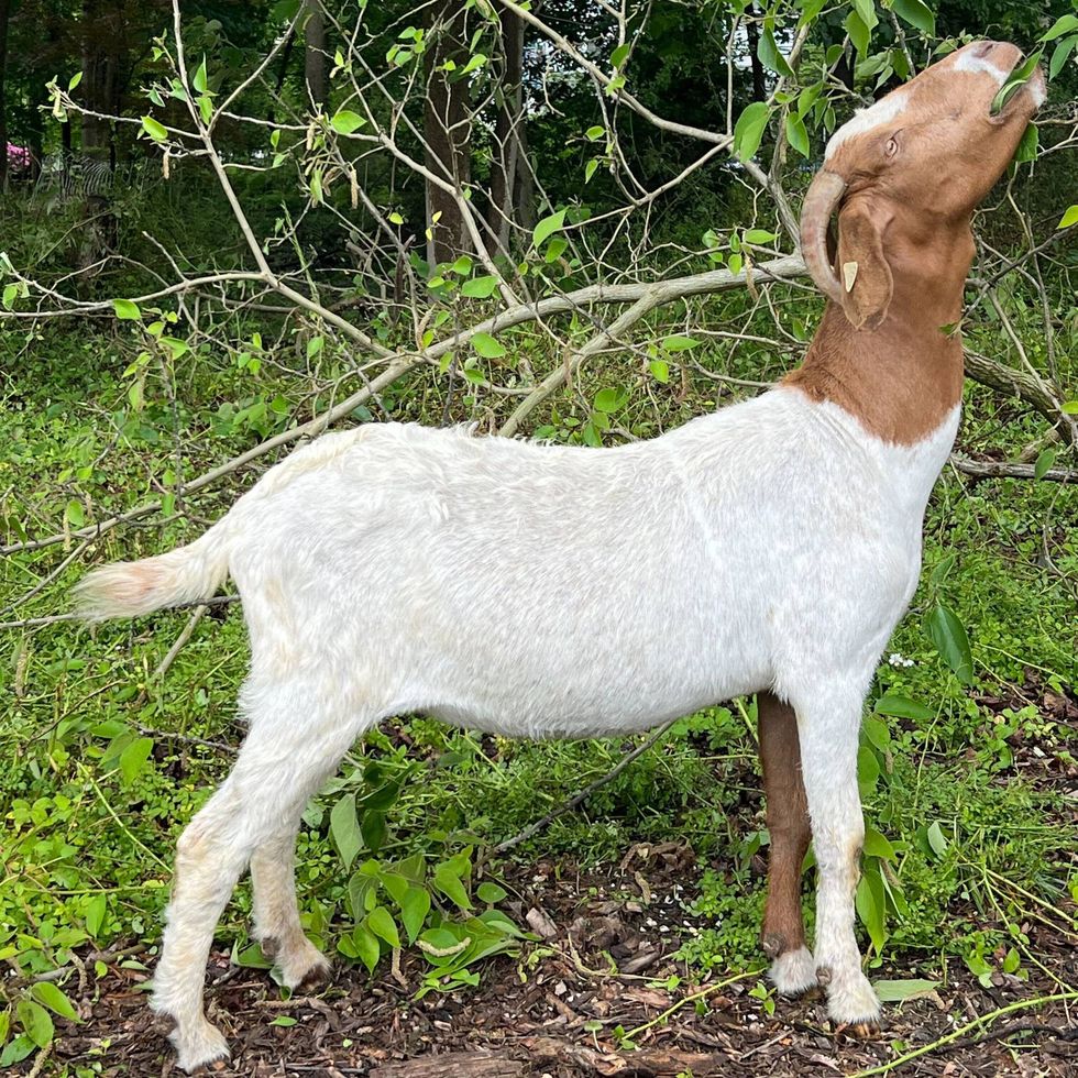 For clearing large spaces of unwanted vegetation, goats like this one, the picture of grace and elegance, really are the greatest of all time.