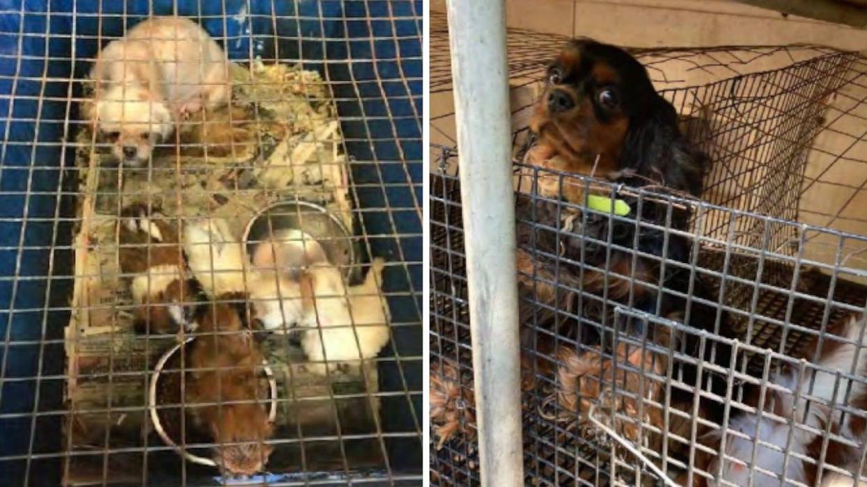 For the 9th year, the most "Horrible 100" puppy mills are in Missouri.