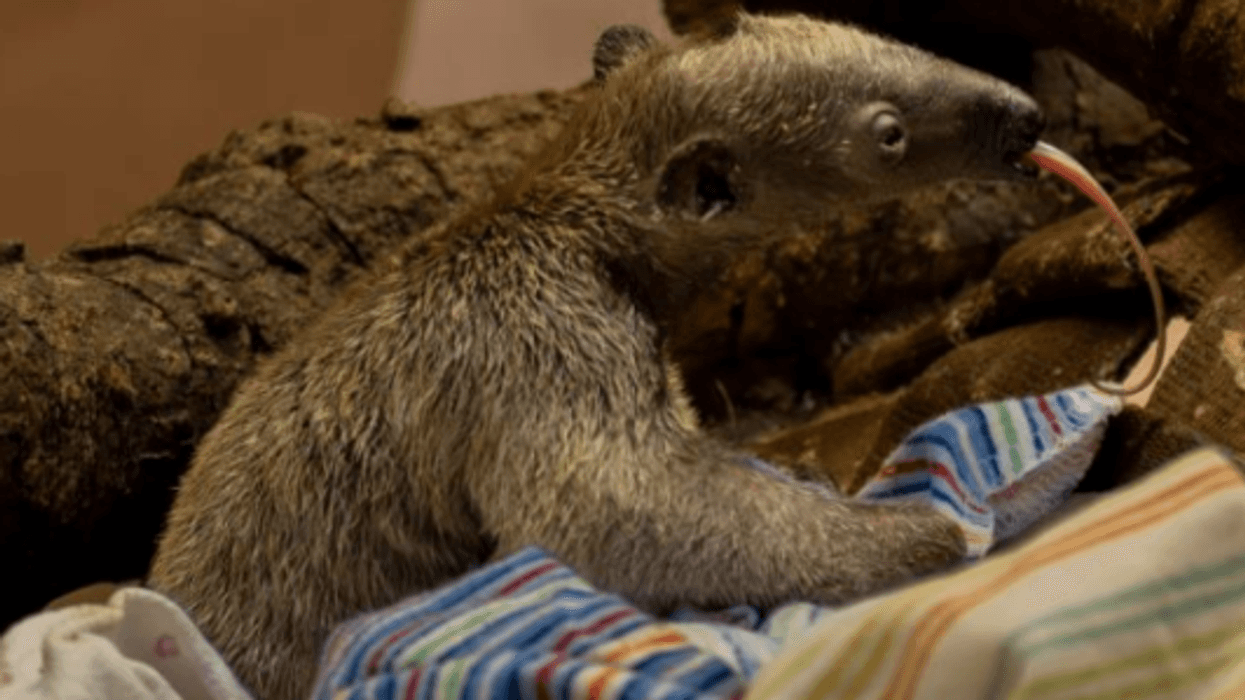 For the first time, a southern tamandua pup has been born at the Los Angeles Zoo.