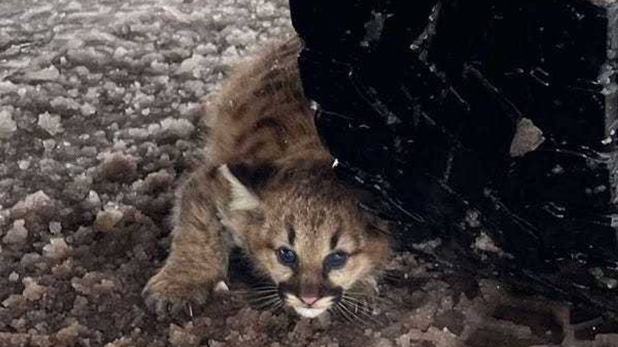 For the first time in more than 100 years, cougar cubs have been discovered living in the Michigan wild.