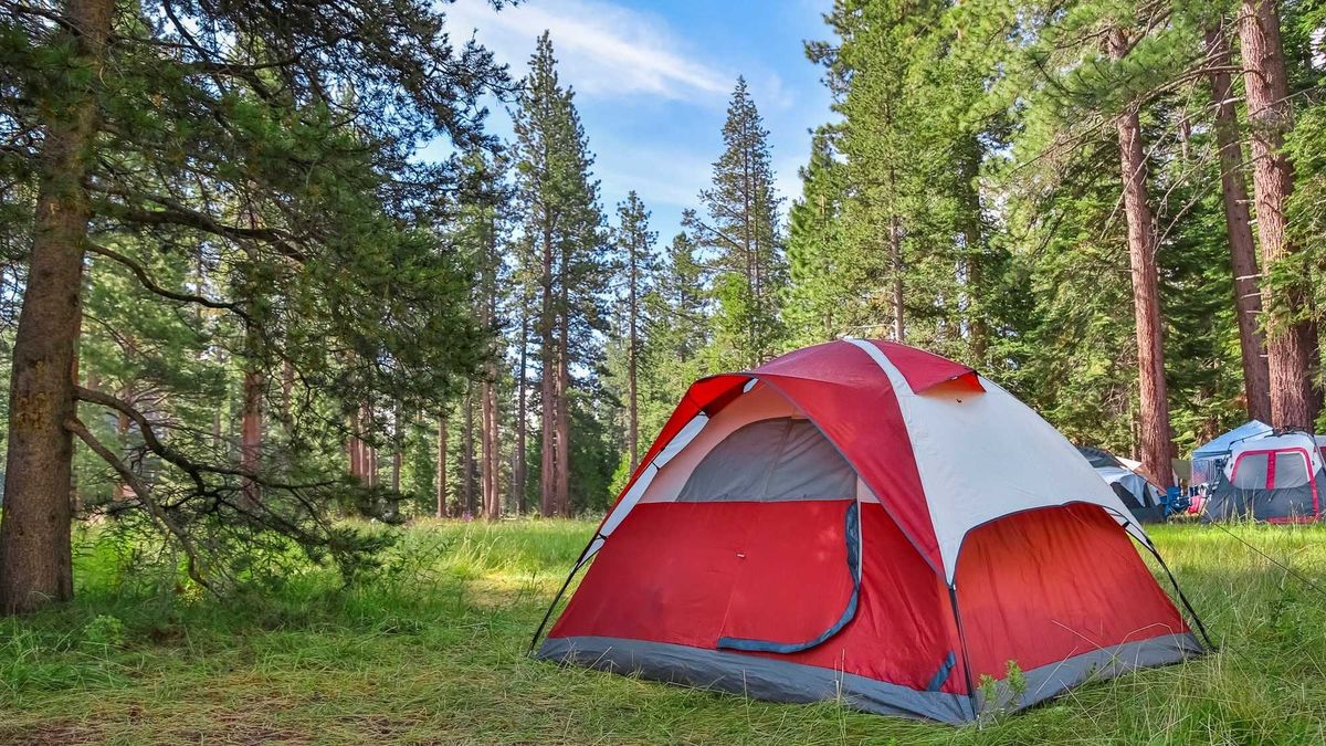 Forest campsite with tents