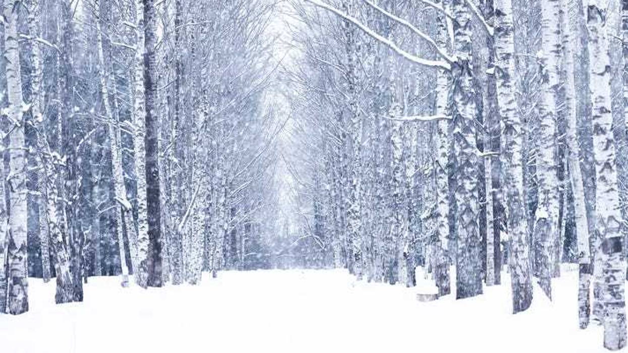 Forest covered in snow.