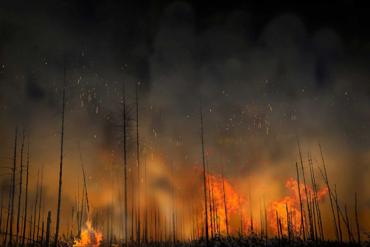 Forest fire stock photo.