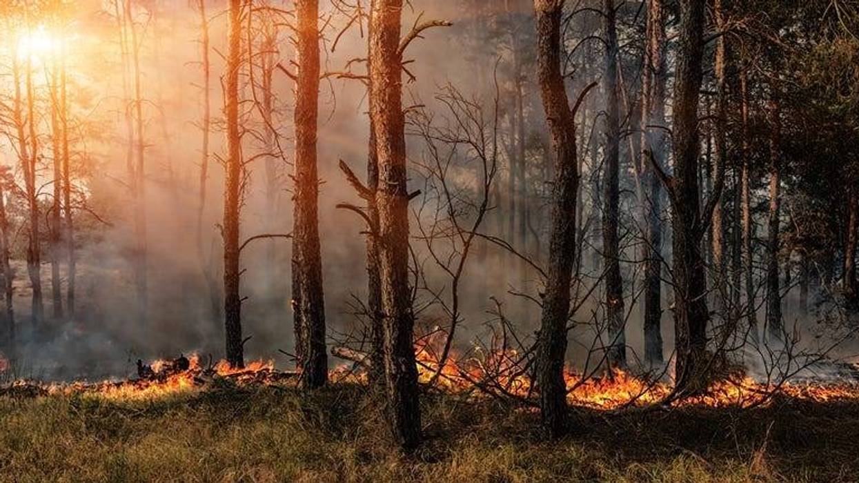 Forest fire.
