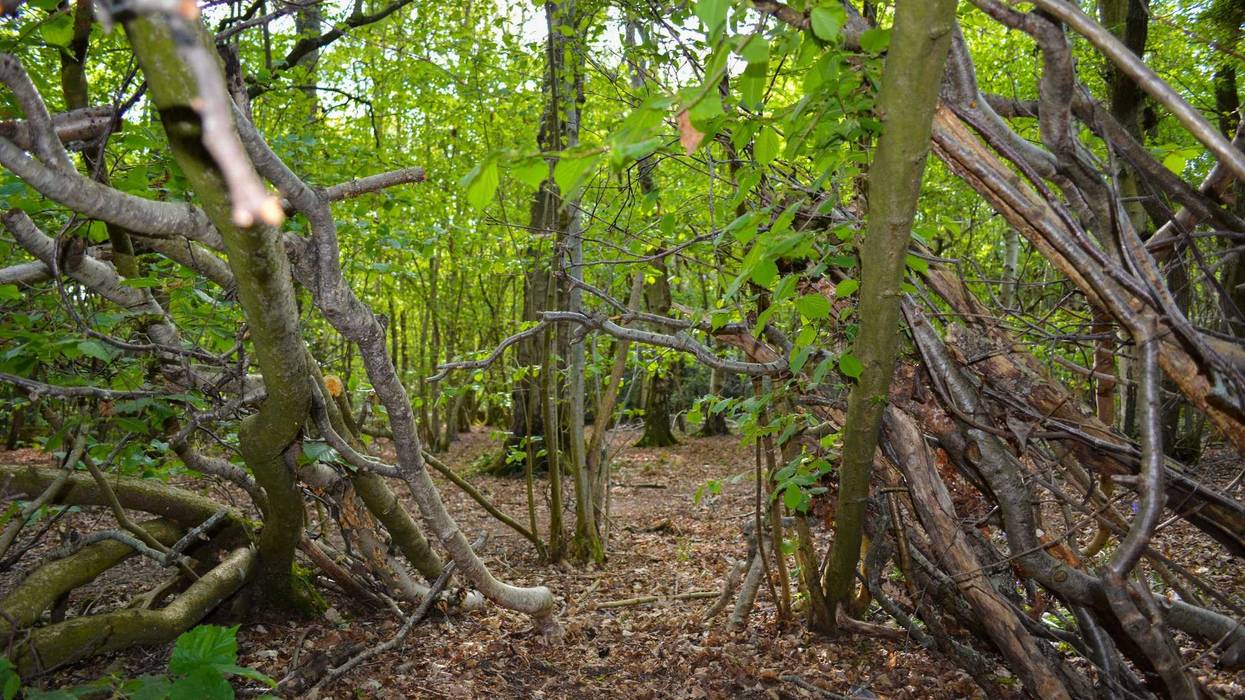 Forest where Bigfoot Might Be