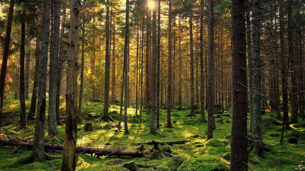 Forest