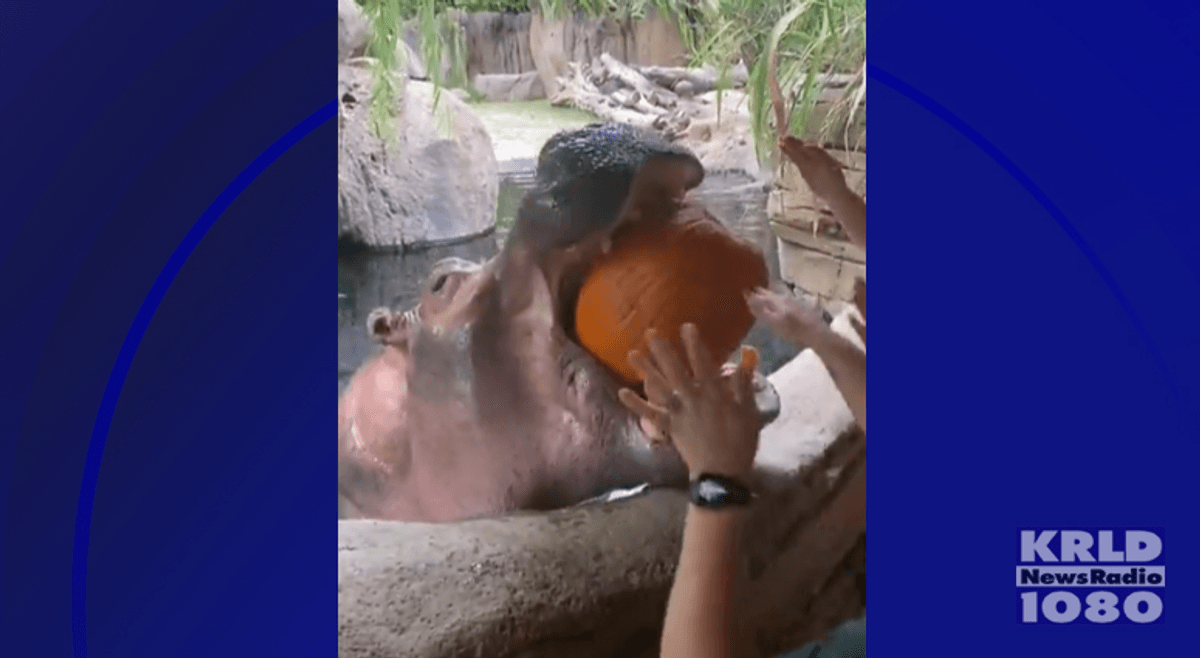 Fort Worth Zoo hippo loves Fall pumpkins