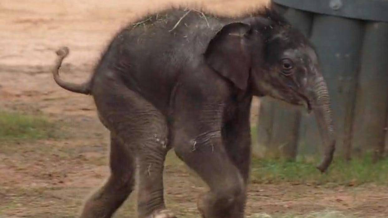 Fort Worth Zoo welcomes baby elephant