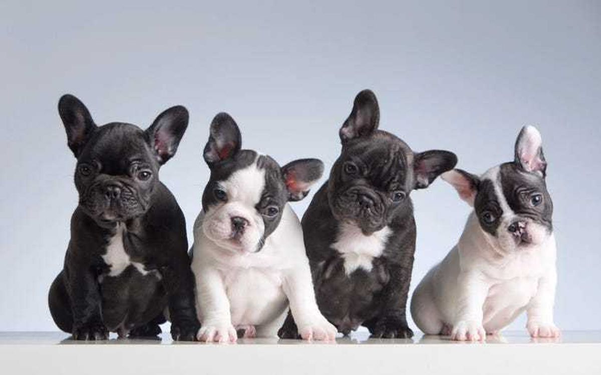 Four baby French bulldogs.