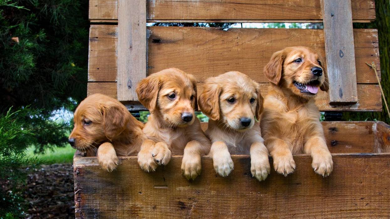 Four Gold Colored Puppies In a Wooden Box with One Sulking