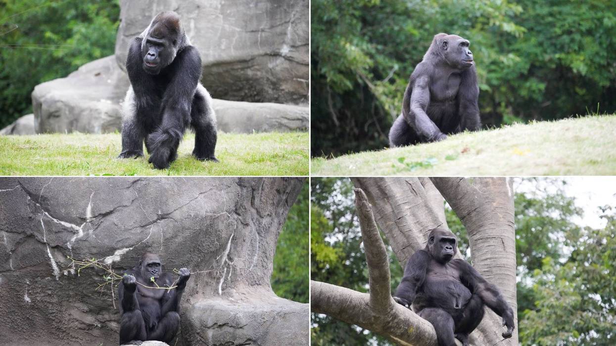 Four new gorillas at Detroit Zoo