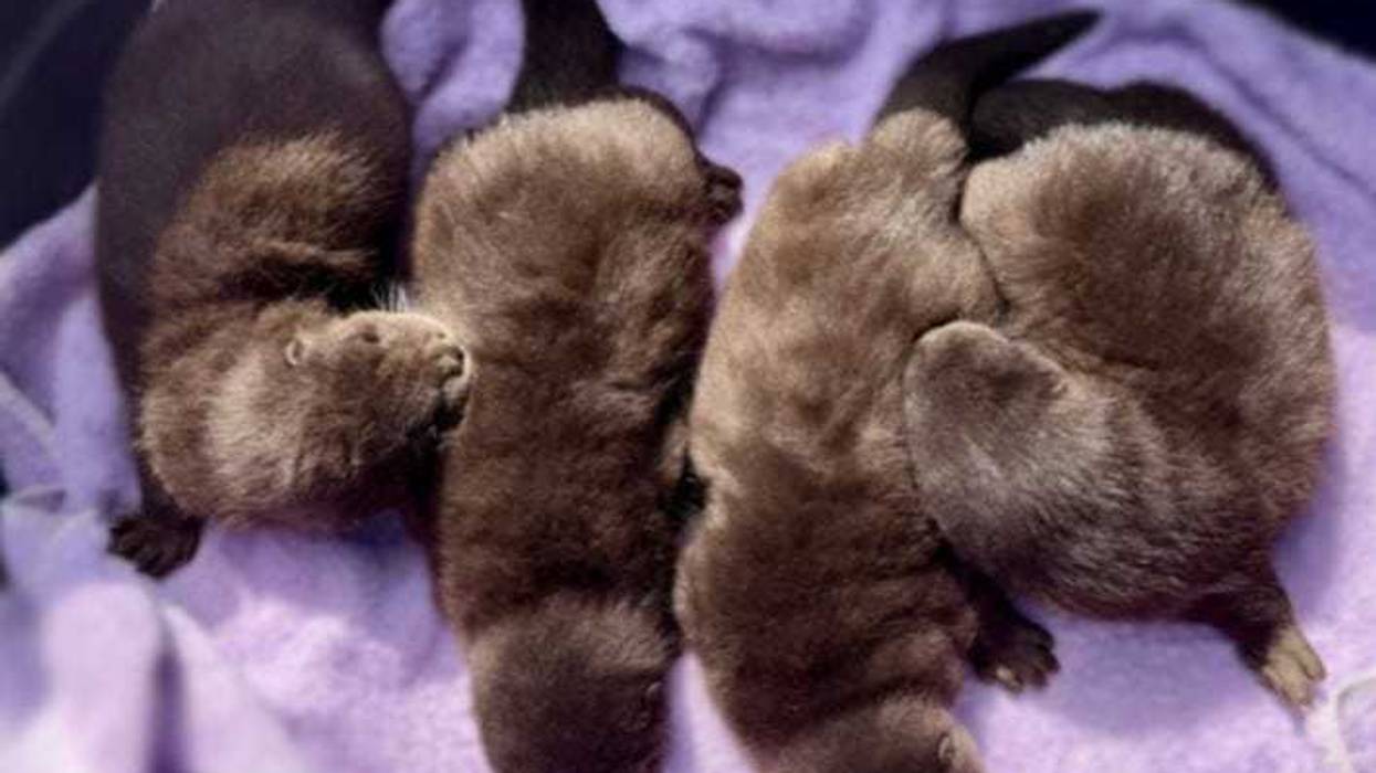 Four North American river otter pups were born at the Long Island Aquarium on Feb. 6.