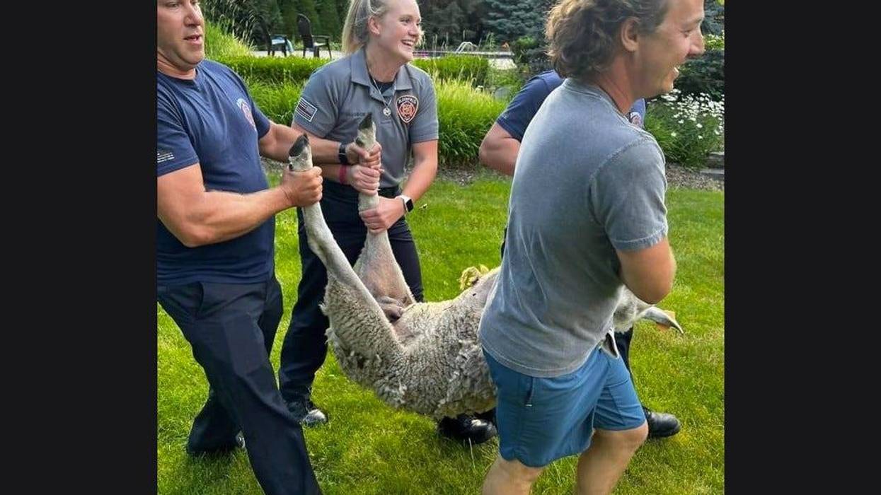 Four people carrying a sheep