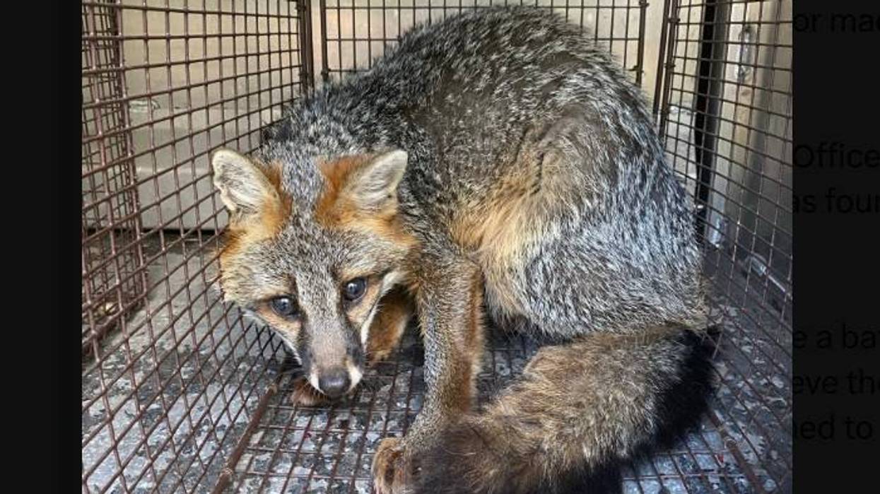 Wild fox found in Pittsburgh family's bathtub