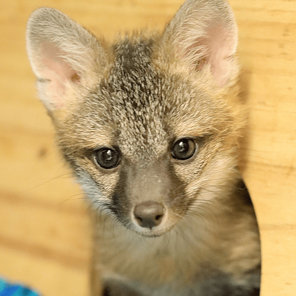Fox kit