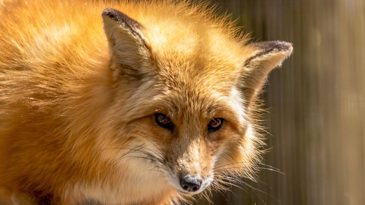 Fox