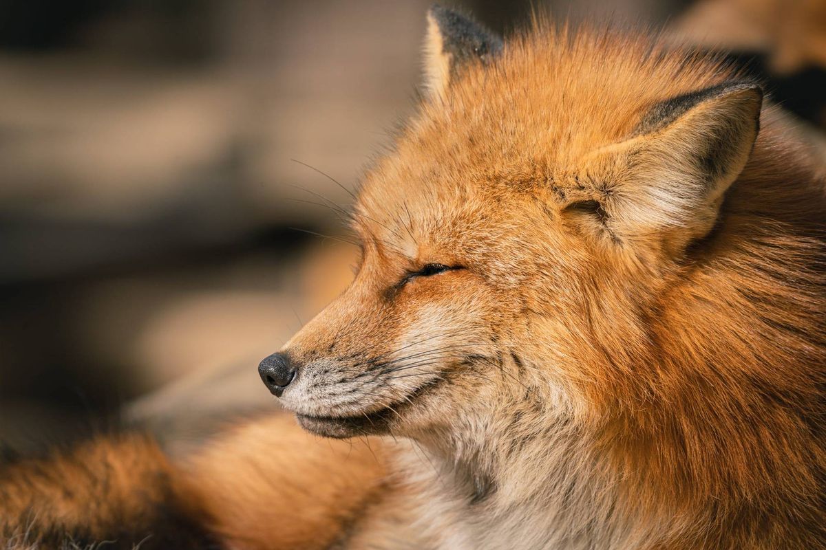 Fox